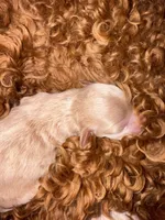 Rosie Korean Teacup, a female Maltipoo and Poodle - Toy  for sale in Charlotte, NC – 2 of 10