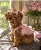Cherry Korean Teacup, a female Maltipoo and Poodle - Toy  for sale in Charlotte, NC – 4 of 6