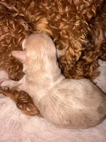 Rosie Korean Teacup, a female Maltipoo and Poodle - Toy  for sale in Charlotte, NC – 4 of 10