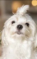 Milo Korean Teacup, a male Maltese for sale in Charlotte, NC – 5 of 5