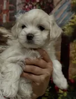 Charlie Korean, a male Maltipoo and Maltese for sale in Charlotte, NC – Photo 4 of 8