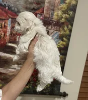 Charlie Korean, a male Maltipoo and Maltese for sale in Charlotte, NC – Photo 8 of 8