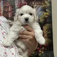 Charlie Korean, a male Maltipoo and Maltese for sale in Charlotte, NC – Photo 3 of 8