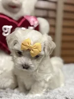 Charlie Korean, a male Maltipoo and Maltese for sale in Charlotte, NC – Photo 2 of 8