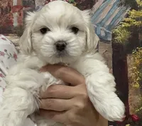 Charlie Korean, a male Maltipoo and Maltese for sale in Charlotte, NC – Photo 7 of 8