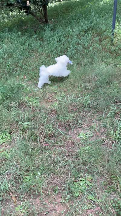 Milo Korean Teacup, a male Maltese for sale in Charlotte, NC – 6 of 8