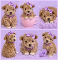 Mocha Korean Teacup, a female Maltipoo and Poodle - Toy  for sale in Charlotte, NC – 1 of 1