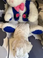 Tiny Korean boy, a male Maltipoo and Poodle - Toy  for sale in Charlotte, NC – Photo 6 of 9