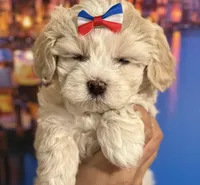  Oliver Korean Maltipoo boy, a male Maltipoo and Poodle - Toy  for sale in Charlotte, NC – Photo 2 of 10