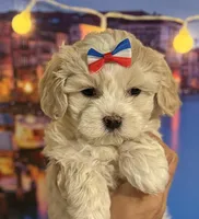  Oliver Korean Maltipoo boy, a male Maltipoo and Poodle - Toy  for sale in Charlotte, NC – Photo 3 of 10