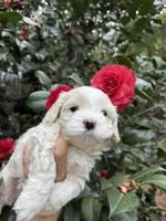 Tiny Korean boy, a male Maltipoo and Maltese for sale in Charlotte, NC – Photo 10 of 10