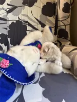 Tiny Korean boy, a male Maltipoo and Poodle - Toy  for sale in Charlotte, NC – Photo 7 of 9