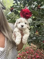 Tiny Korean boy, a male Maltipoo and Maltese for sale in Charlotte, NC – Photo 3 of 10