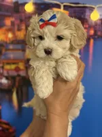  Oliver Korean Maltipoo boy, a male Maltipoo and Poodle - Toy  for sale in Charlotte, NC – Photo 6 of 10