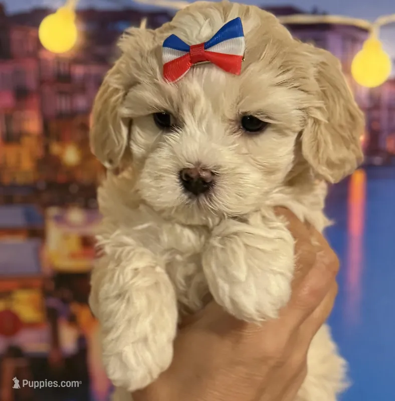  Oliver Korean Maltipoo boy – Maltipoo, Poodle - Toy  puppy for sale in Charlotte, NC