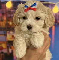 Oliver Korean Maltipoo boy, a male Maltipoo and Poodle - Toy  for sale in Charlotte, NC – Photo 1 of 10