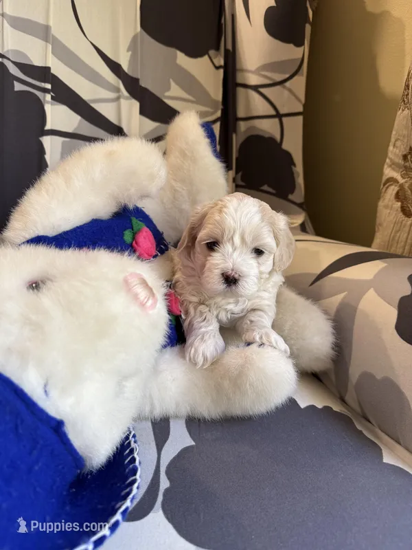 Tiny Korean boy – Maltipoo, Poodle - Toy  puppy for sale in Charlotte, NC