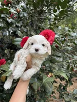 Tiny Korean boy, a male Maltipoo and Maltese for sale in Charlotte, NC – Photo 7 of 10