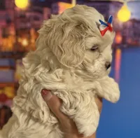  Oliver Korean Maltipoo boy, a male Maltipoo and Poodle - Toy  for sale in Charlotte, NC – Photo 4 of 10