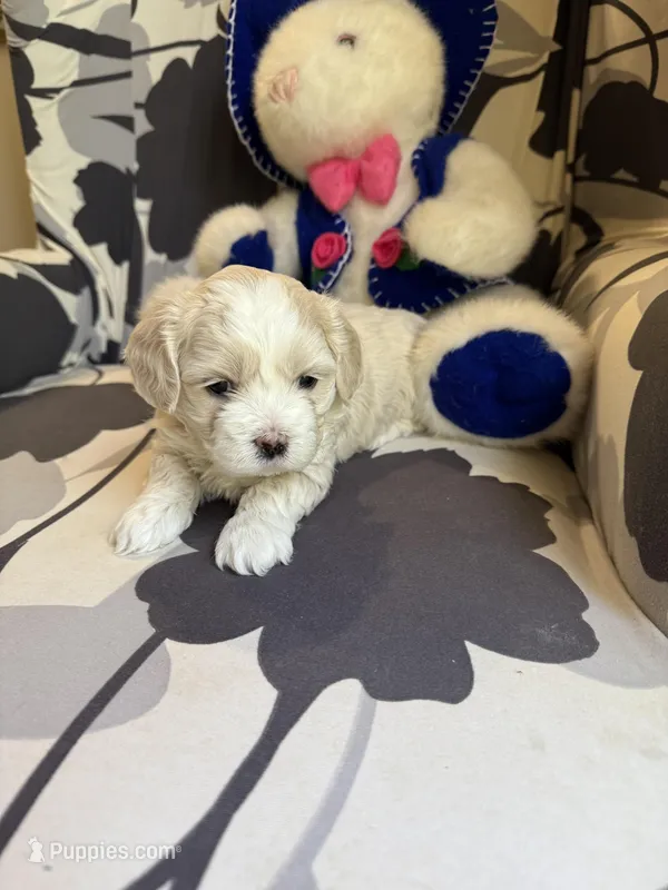 Tiny Korean boy – Maltipoo, Poodle - Toy  puppy for sale in Charlotte, NC