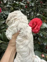 Tiny Korean boy, a male Maltipoo and Maltese for sale in Charlotte, NC – Photo 6 of 10