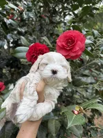 Tiny Korean boy, a male Maltipoo and Maltese for sale in Charlotte, NC – Photo 9 of 10