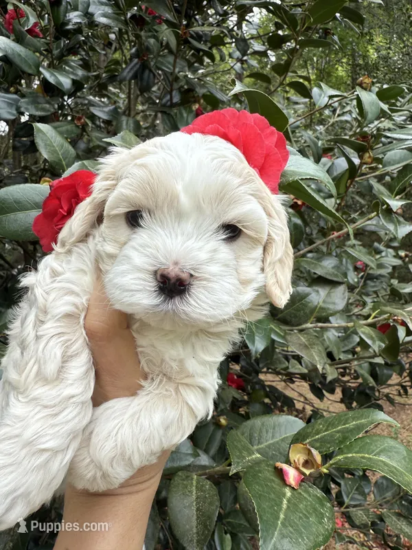  Oliver Korean Maltipoo boy – Maltipoo, Maltese puppy for sale in Charlotte, NC