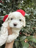 Tiny Korean boy, a male Maltipoo and Maltese for sale in Charlotte, NC – Photo 2 of 10