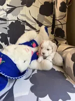 Tiny Korean boy, a male Maltipoo and Poodle - Toy  for sale in Charlotte, NC – Photo 2 of 9