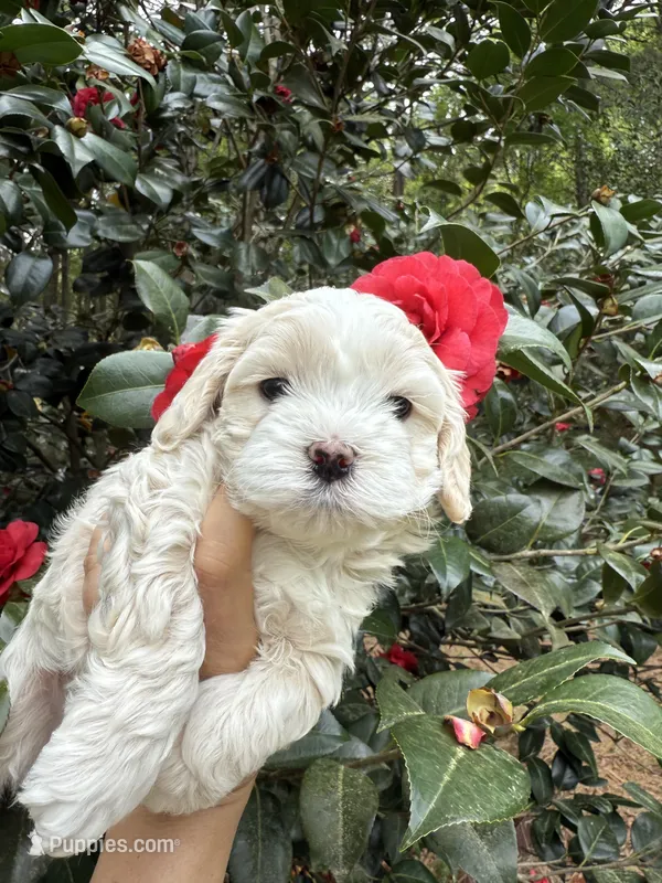 Tiny Korean boy – Maltipoo, Maltese puppy for sale in Charlotte, NC