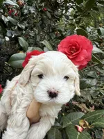 Tiny Korean boy, a male Maltipoo and Maltese for sale in Charlotte, NC – Photo 4 of 10