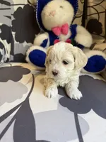 Tiny Korean boy, a male Maltipoo and Poodle - Toy  for sale in Charlotte, NC – Photo 3 of 9