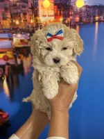  Oliver Korean Maltipoo boy, a male Maltipoo and Poodle - Toy  for sale in Charlotte, NC – Photo 8 of 10