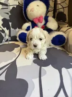 Tiny Korean boy, a male Maltipoo and Poodle - Toy  for sale in Charlotte, NC – Photo 4 of 9