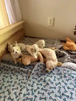 Tiny Korean boy, a male Maltipoo and Poodle - Toy  for sale in Charlotte, NC – Photo 8 of 9