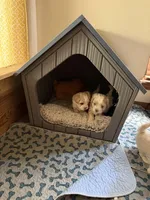 Tiny Korean boy, a male Maltipoo and Poodle - Toy  for sale in Charlotte, NC – Photo 9 of 9