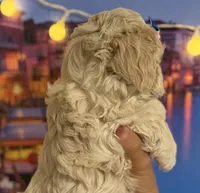  Oliver Korean Maltipoo boy, a male Maltipoo and Poodle - Toy  for sale in Charlotte, NC – Photo 9 of 10