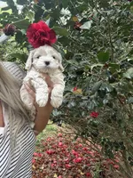 Tiny Korean boy, a male Maltipoo and Maltese for sale in Charlotte, NC – Photo 8 of 10