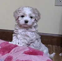  Oliver Korean Maltipoo boy, a male Maltipoo and Poodle - Toy  for sale in Charlotte, NC – Photo 10 of 10