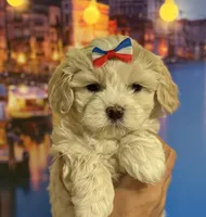  Oliver Korean Maltipoo boy, a male Maltipoo and Poodle - Toy  for sale in Charlotte, NC – Photo 5 of 10