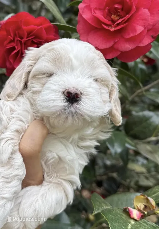 Tiny Korean boy – Maltipoo, Maltese puppy for sale in Charlotte, NC