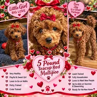 Milana, a female Maltipoo and Poodle - Toy  for sale in Charlotte, NC – 2 of 3