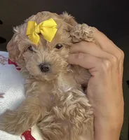 Maple Korean Teacup, a female Maltipoo and Poodle - Toy  for sale in Charlotte, NC – 1 of 9