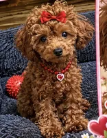 Milana, a female Maltipoo and Poodle - Toy  for sale in Charlotte, NC – 3 of 3
