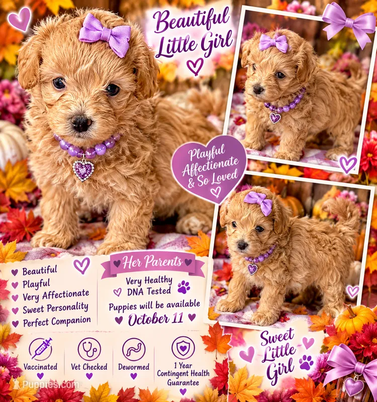 Mocha Korean Teacup – Maltipoo, Poodle - Toy  puppy for sale in Charlotte, NC