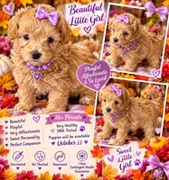 Maple Korean Teacup, a female Maltipoo and Poodle - Toy  for sale in Charlotte, NC – 2 of 9