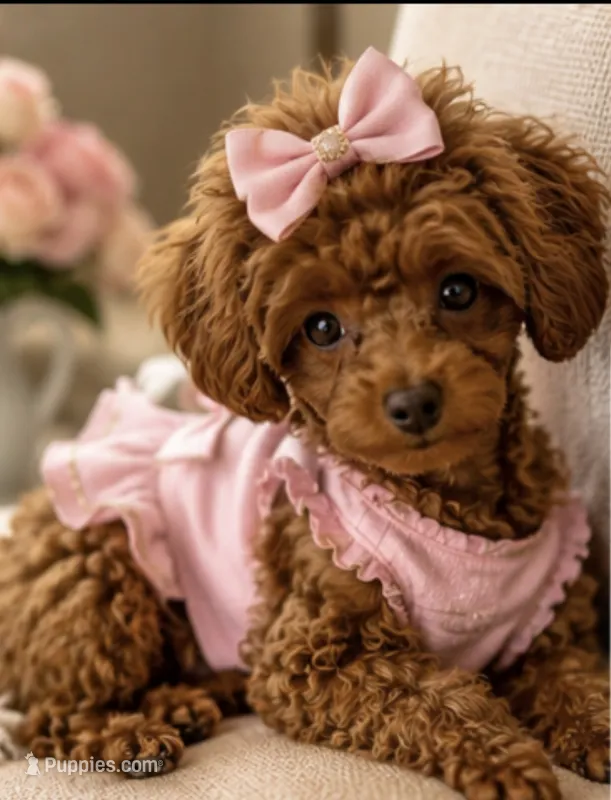 Cherry Korean Teacup – Maltipoo, Poodle - Toy  puppy for sale in Charlotte, NC