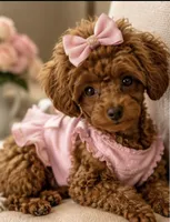 Cherry Korean Teacup, a female Maltipoo and Poodle - Toy  for sale in Charlotte, NC – 2 of 6