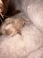 Rosie Korean Teacup, a female Maltipoo and Poodle - Toy  for sale in Charlotte, NC – 5 of 10