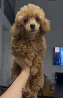 Ginger AKC Teacup, a female Poodle - Toy  for sale in Charlotte, NC – 2 of 10